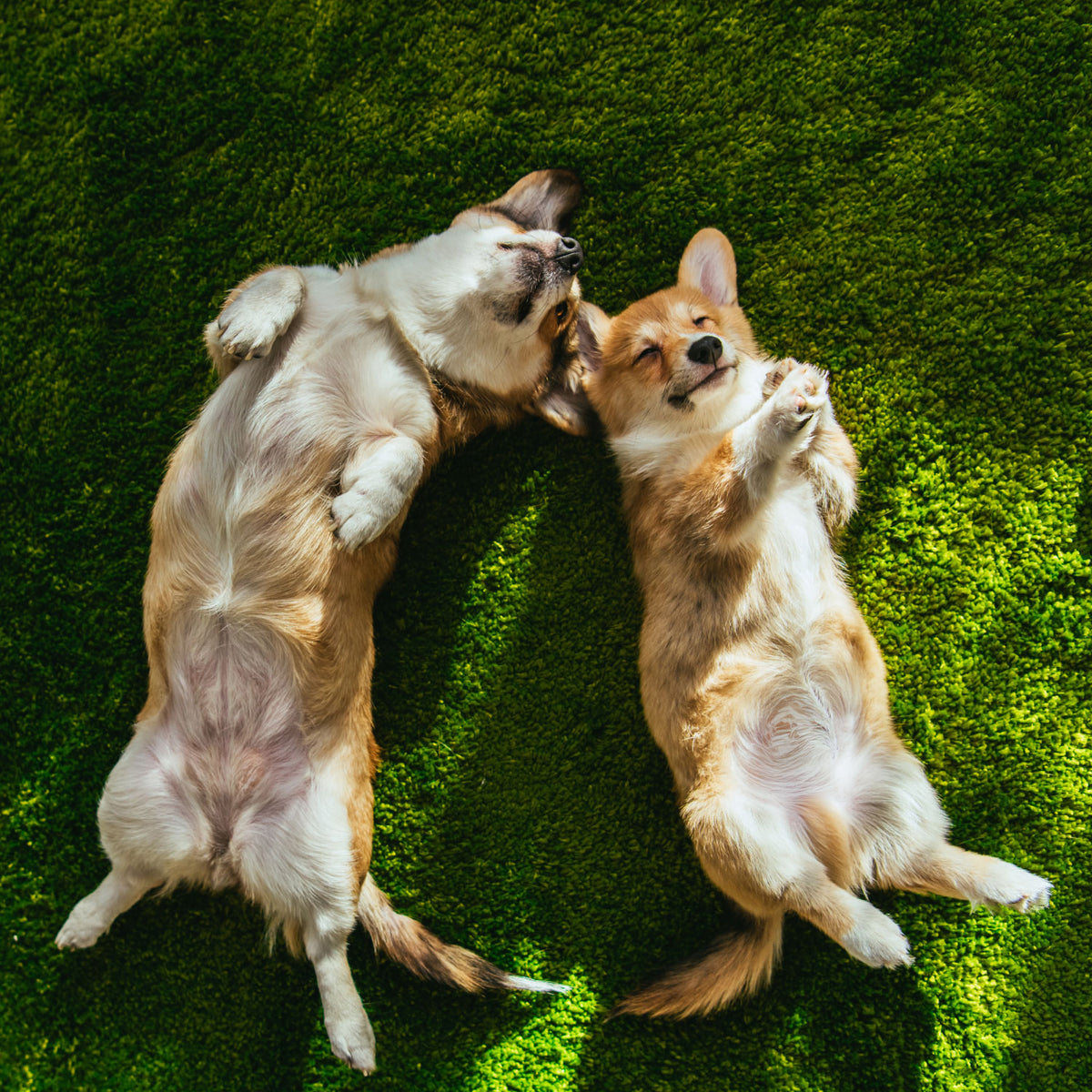 Pet Turf