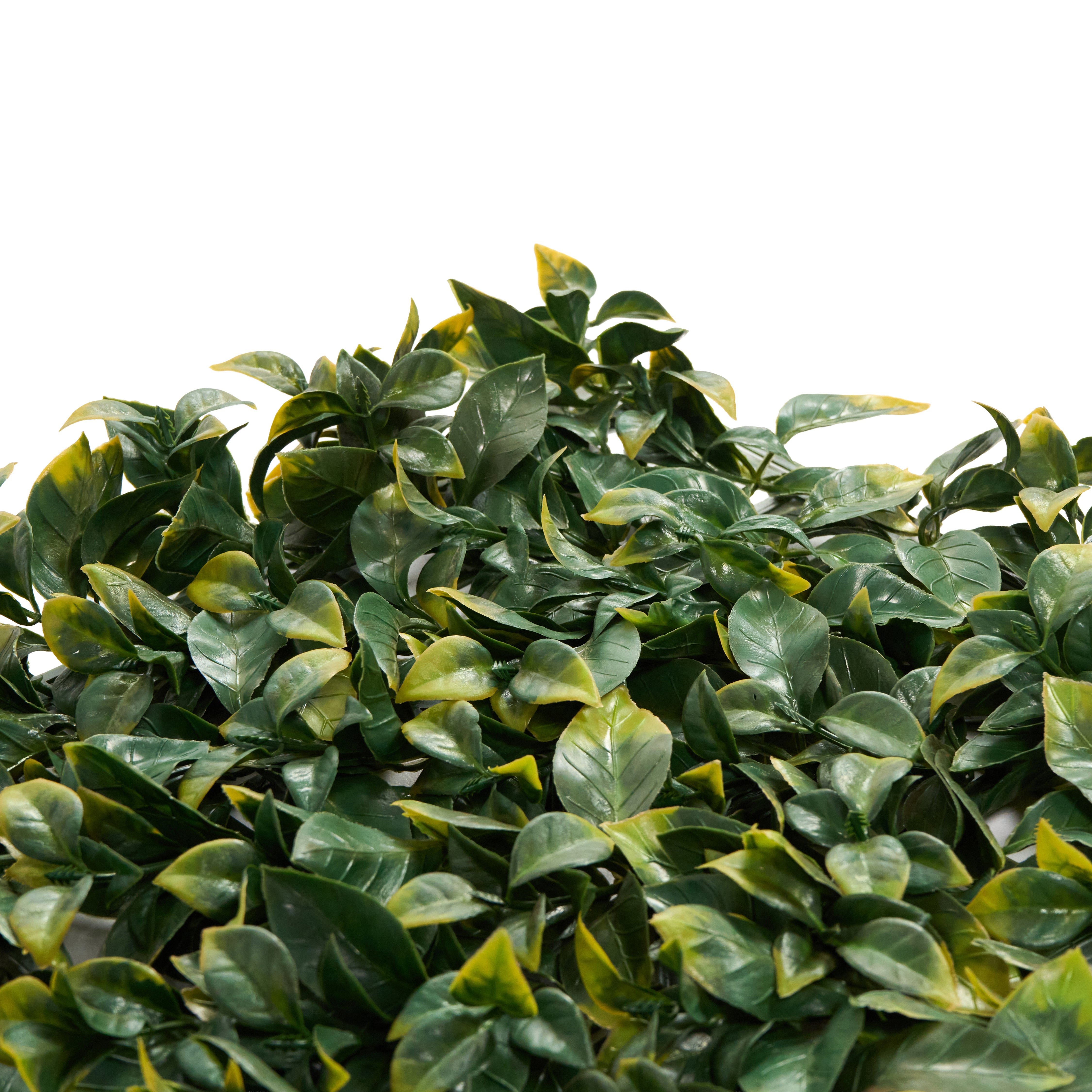 Envywall Benjamina Boxwood