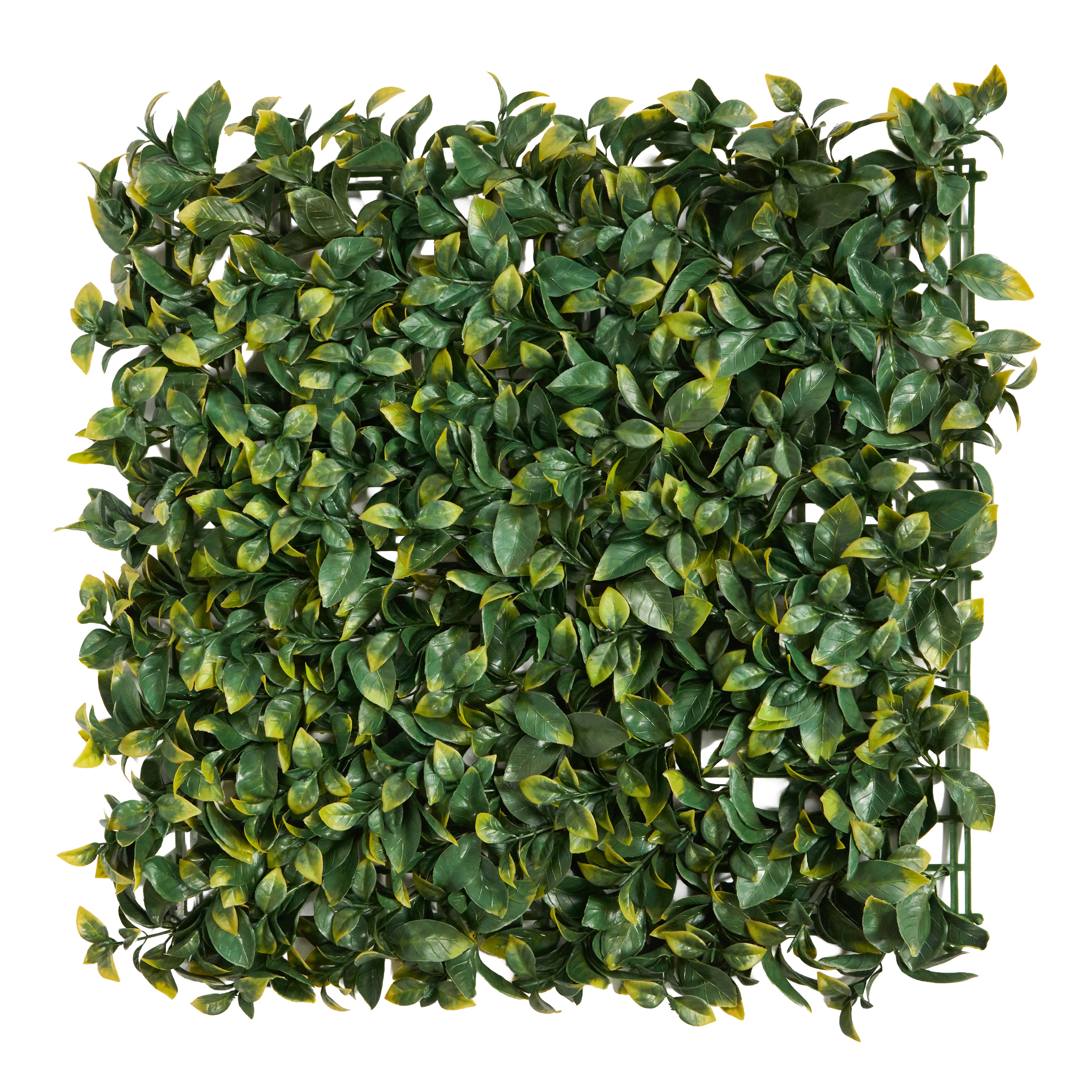 Envywall Benjamina Boxwood