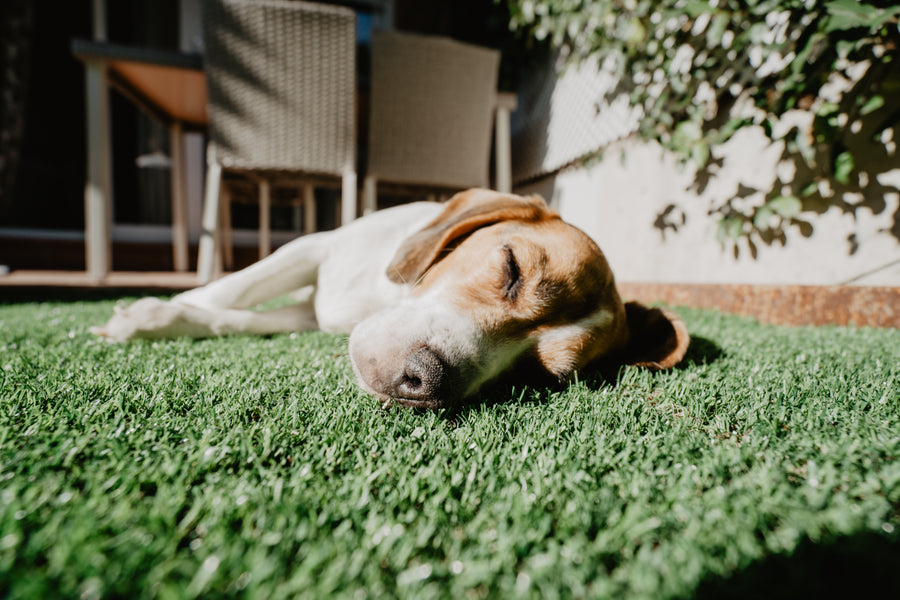 Pet turf artificial grass in Ottawa, Ontario